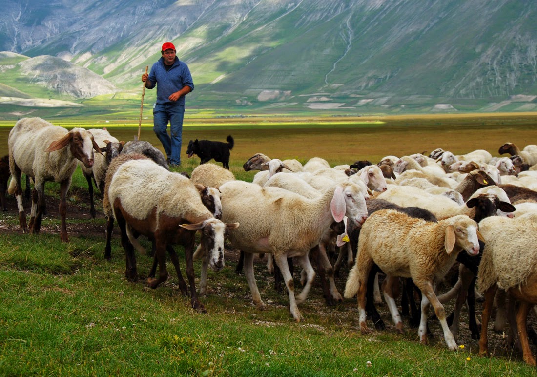 Отрасли животноводства северного кавказа. Чабан пастух Кавказ. Овцеводство на Северном Кавказе. Чабан Киргизия. Чабан пастух овец.