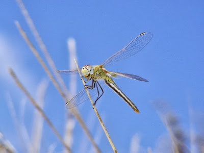 Libélula-Zapatero-Dragonfly