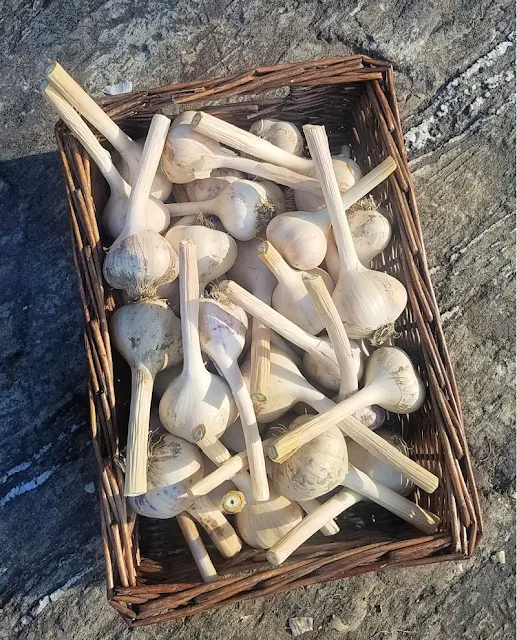 wicker basket of garlic bulbs