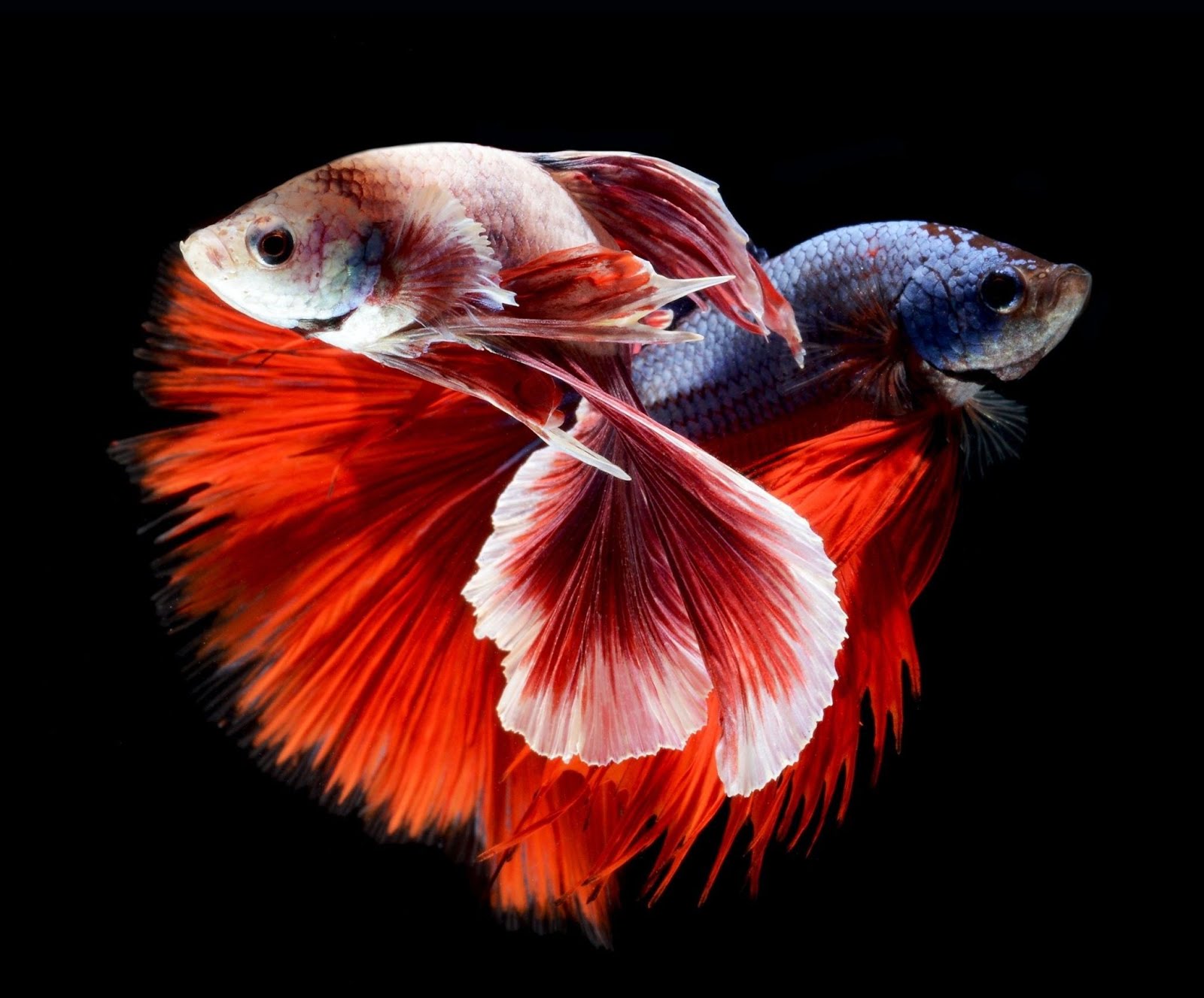 Betta Fish Live Wallpaper 26