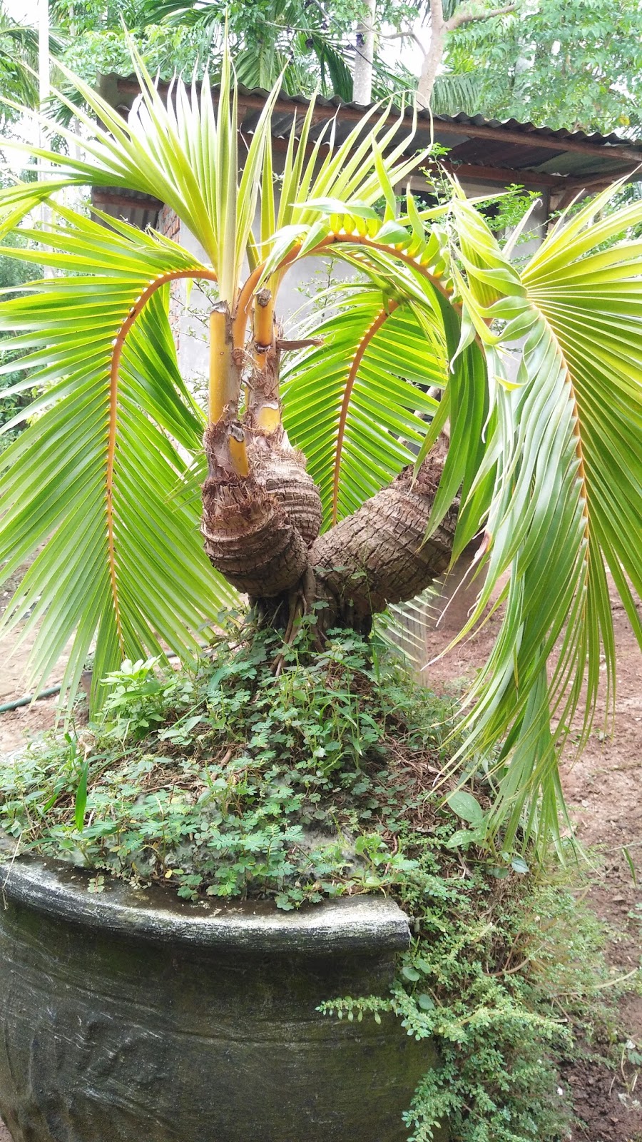 ANEKA BONSAI  UNTUK MENGHIAS RUMAH TAMAN CentralBonsai 