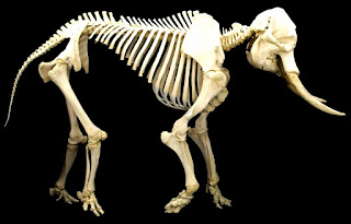 Afrika fili iskeleti.