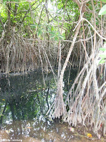 Mangrove Koh Samui