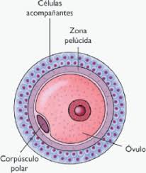 célula reproductora femenina