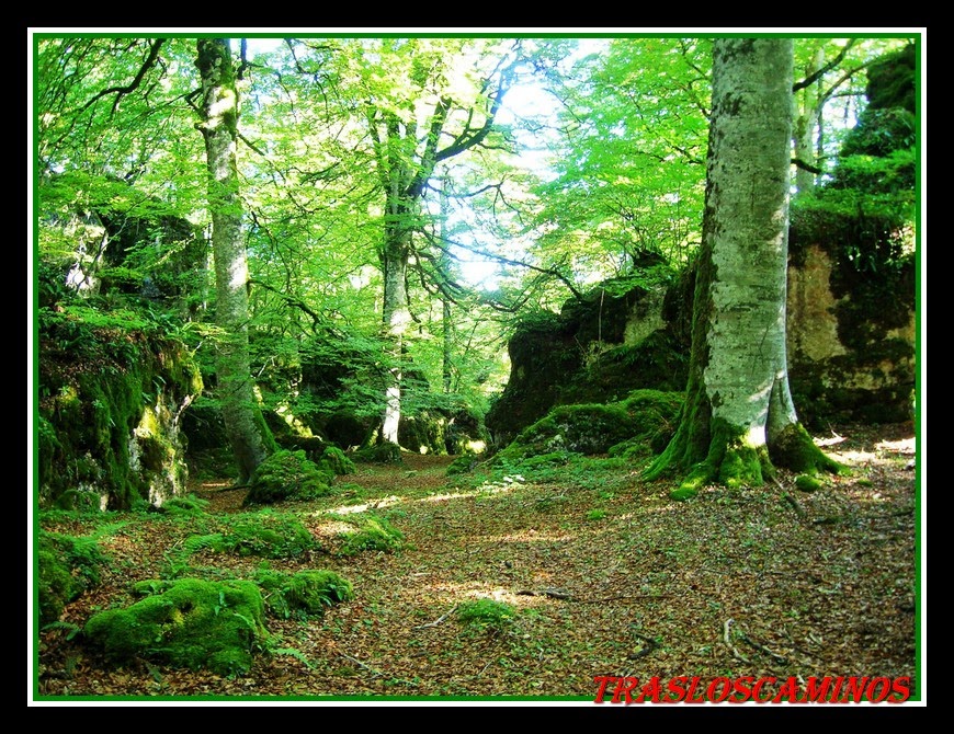 Tras los caminos El bosque encantado de Artea y la cueva de los cristinos