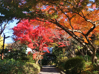  浄妙寺の紅葉