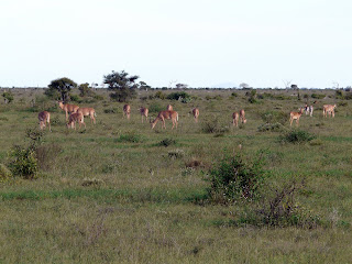 Fidanlıkta hirola sürüsü, Tsavo East National Park, 2011.