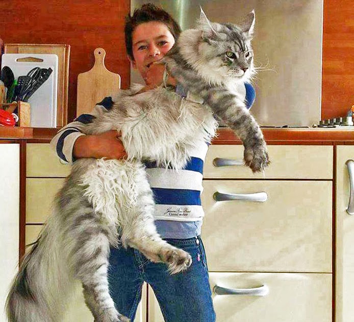 Your Maine Coon Guide