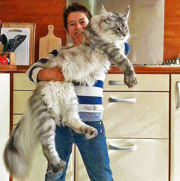 12 reasons why Maine Coons are the best purebred cats