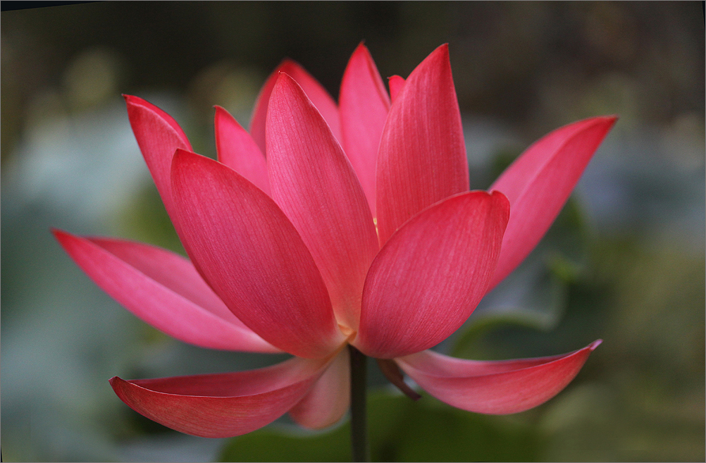 Red Lotus Flower Flower HD Wallpapers Images PIctures Tattoos
