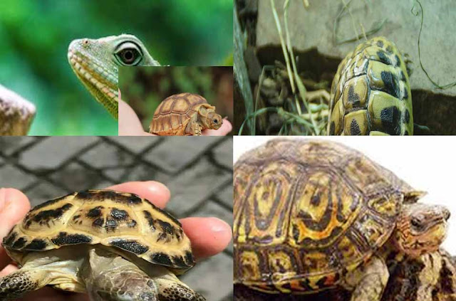 5 Jenis Hewan  Reptil Herbivora dan  Penjelasannya  Hewan  