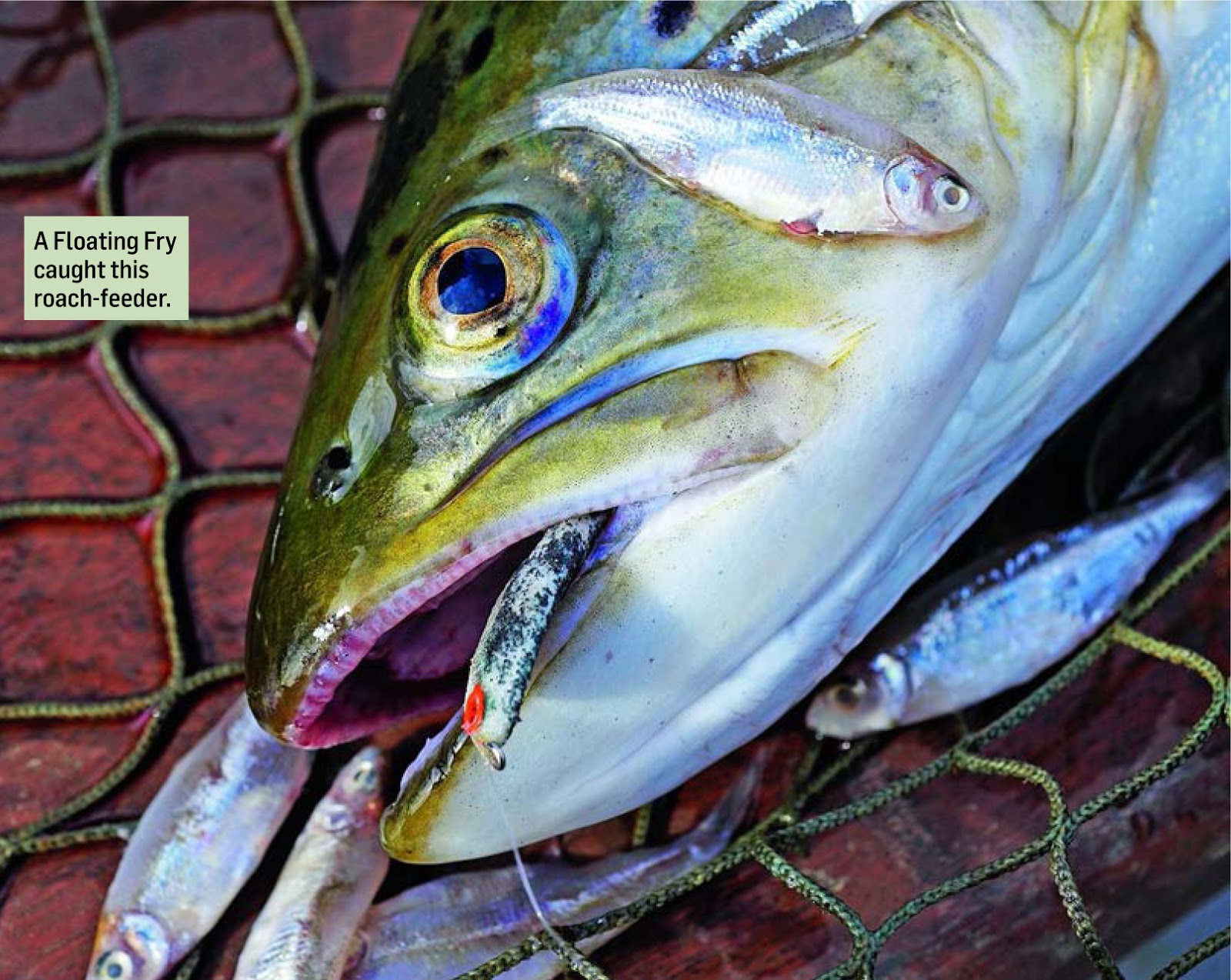 How To Hunt Fry Feeding Trout