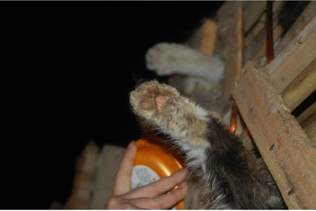 Rescatados 1000 gatos destinados a consumo humano