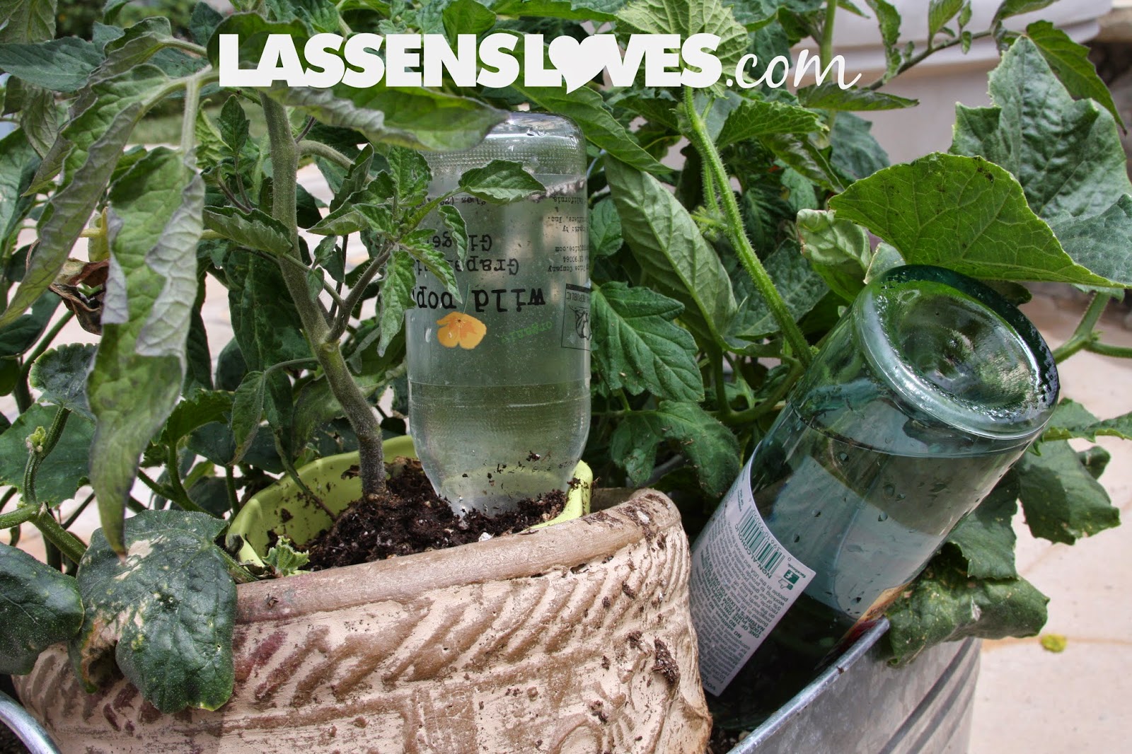 lassensloves.com, Lassen's, Lassens, container gardening, watering container plants container+gardening, watering+container+plants
