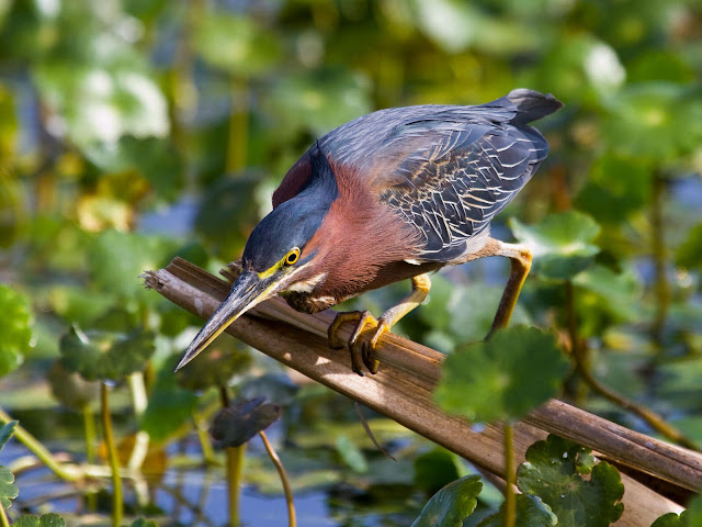Green Heron: Facts, Diet, Habitat & Pictures