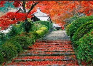 Pemandangan Bunga Jepang Nah Tadi Cantik Rupawan Indah Sepanjang Mata