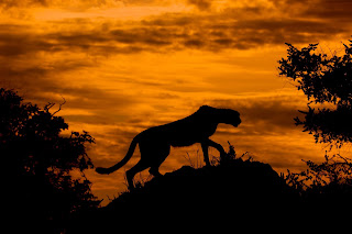 Günbatımında Çita (Acinonyx juvatus) silueti. (Oakavango Delta, Botsvana)