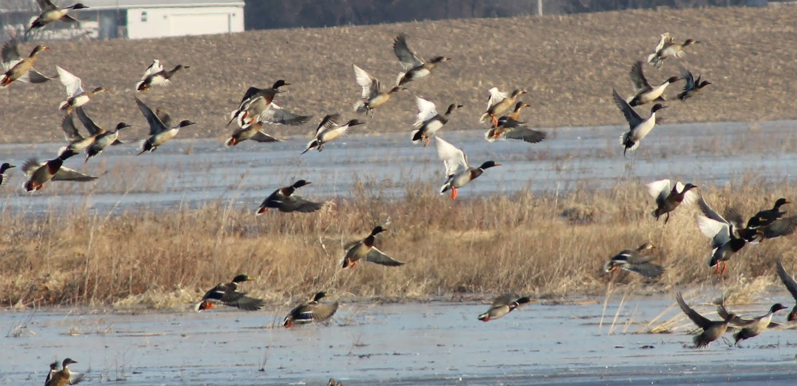 Capitol Outdoors Illinois' Hunting and Fishing Resource Illinois