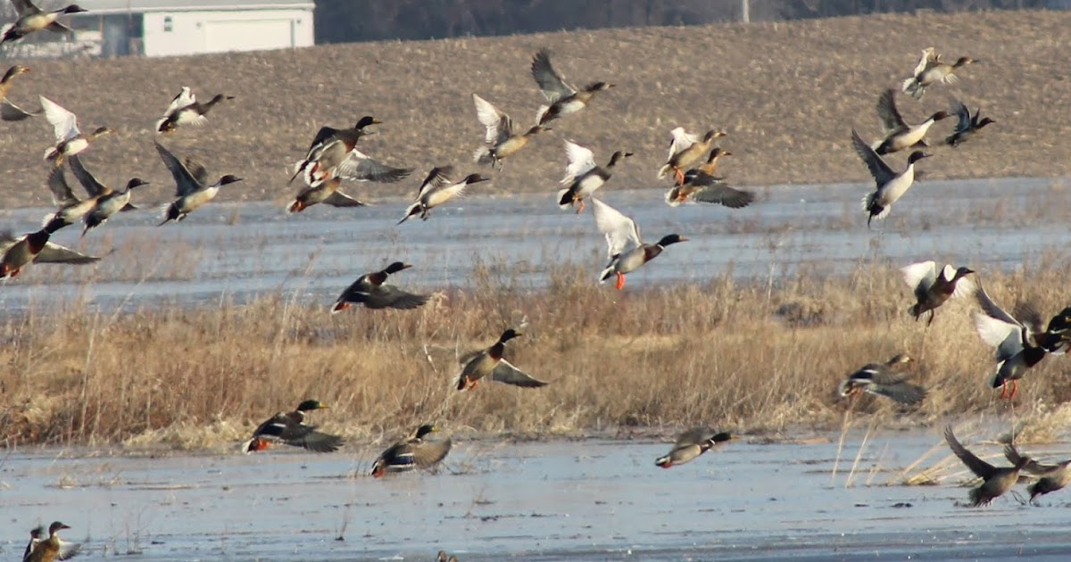 Waterfowl Hunting Dates Waterfowl Hunting Dates