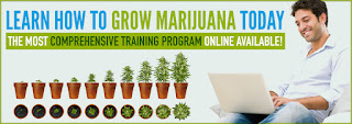 Online cannabis education