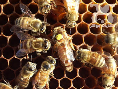النحل النحل النحل النحل النحل النحل النحل النحل النحل النحل النحل النحل النحل النحل النحل النحل النحل النحل النحل النحل النحل النحل النحل النحل النحل النحل النحل النحل النحل النحل النحل النحل النحل النحل النحل النحل النحل النحل النحل النحل النحل النحل النحل النحل النحل النحل النحل النحل النحل النحل مملكة النحل مملكة النحل مملكة النحل مملكة النحل مملكة النحل مملكة النحل مملكة النحل مملكة النحل مملكة النحل مملكة النحل مملكة النحل مملكة النحل مملكة النحل مملكة النحل مملكة النحل مملكة النحل مملكة النحل مملكة النحل مملكة النحل مملكة النحل مملكة النحل مملكة النحل مملكة النحل مملكة النحل مملكة النحل مملكة النحل مملكة النحل مملكة النحل مملكة النحل مملكة النحل مملكة النحل مملكة النحل مملكة النحل مملكة النحل مملكة النحل مملكة النحل ر مملكة النحل مملكة النحل مملكة النحل مملكة النحل مملكة النحل مملكة النحل مملكة النحل مملكة النحل مملكة النحل مملكة النحل مملكة النحل مملكة النحل مملكة النحل النحل النحل النحل النحل النحل النحل النحل النحل النحل النحل النحل النحل النحل النحل النحل النحل النحل النحل النحل النحل النحل النحل النحل النحل النحل النحل النحل النحل النحل النحل النحل النحل النحل النحل النحل النحل النحل النحل النحل النحل النحل النحل النحل النحل النحل النحل النحل النحل النحل النحل مملكة النحل مملكة النحل مملكة النحل مملكة النحل مملكة النحل مملكة النحل مملكة النحل مملكة النحل مملكة النحل مملكة النحل مملكة النحل مملكة النحل مملكة النحل مملكة النحل مملكة النحل مملكة النحل مملكة النحل مملكة النحل مملكة النحل مملكة النحل مملكة النحل مملكة النحل مملكة النحل مملكة النحل مملكة النحل مملكة النحل مملكة النحل مملكة النحل مملكة النحل مملكة النحل مملكة النحل مملكة النحل مملكة النحل مملكة النحل مملكة النحل مملكة النحل ر مملكة النحل مملكة النحل مملكة النحل مملكة النحل مملكة النحل مملكة النحل مملكة النحل مملكة النحل مملكة النحل مملكة النحل مملكة النحل مملكة النحل مملكة النحل النحل النحل النحل النحل النحل النحل النحل النحل النحل النحل النحل النحل النحل النحل النحل النحل النحل النحل النحل النحل النحل النحل النحل النحل النحل النحل النحل النحل النحل النحل النحل النحل النحل النحل النحل النحل النحل النحل النحل النحل النحل النحل النحل النحل النحل النحل النحل النحل النحل النحل مملكة النحل مملكة النحل مملكة النحل مملكة النحل مملكة النحل مملكة النحل مملكة النحل مملكة النحل مملكة النحل مملكة النحل مملكة النحل مملكة النحل مملكة النحل مملكة النحل مملكة النحل مملكة النحل مملكة النحل مملكة النحل مملكة النحل مملكة النحل مملكة النحل مملكة النحل مملكة النحل مملكة النحل مملكة النحل مملكة النحل مملكة النحل مملكة النحل مملكة النحل مملكة النحل مملكة النحل مملكة النحل مملكة النحل مملكة النحل مملكة النحل مملكة النحل ر مملكة النحل مملكة النحل مملكة النحل مملكة النحل مملكة النحل مملكة النحل مملكة النحل مملكة النحل مملكة النحل مملكة النحل مملكة النحل مملكة النحل مملكة النحل النحل النحل النحل النحل النحل النحل النحل النحل النحل النحل النحل النحل النحل النحل النحل النحل النحل النحل النحل النحل النحل النحل النحل النحل النحل النحل النحل النحل النحل النحل النحل النحل النحل النحل النحل النحل النحل النحل النحل النحل النحل النحل النحل النحل النحل النحل النحل النحل النحل النحل مملكة النحل مملكة النحل مملكة النحل مملكة النحل مملكة النحل مملكة النحل مملكة النحل مملكة النحل مملكة النحل مملكة النحل مملكة النحل مملكة النحل مملكة النحل مملكة النحل مملكة النحل مملكة النحل مملكة النحل مملكة النحل مملكة النحل مملكة النحل مملكة النحل مملكة النحل مملكة النحل مملكة النحل مملكة النحل مملكة النحل مملكة النحل مملكة النحل مملكة النحل مملكة النحل مملكة النحل مملكة النحل مملكة النحل مملكة النحل مملكة النحل مملكة النحل ر مملكة النحل مملكة النحل مملكة النحل مملكة النحل مملكة النحل مملكة النحل مملكة النحل مملكة النحل مملكة النحل مملكة النحل مملكة النحل مملكة النحل مملكة النحل النحل النحل النحل النحل النحل النحل النحل النحل النحل النحل النحل النحل النحل النحل النحل النحل النحل النحل النحل النحل النحل النحل النحل النحل النحل النحل النحل النحل النحل النحل النحل النحل النحل النحل النحل النحل النحل النحل النحل النحل النحل النحل النحل النحل النحل النحل النحل النحل النحل النحل مملكة النحل مملكة النحل مملكة النحل مملكة النحل مملكة النحل مملكة النحل مملكة النحل مملكة النحل مملكة النحل مملكة النحل مملكة النحل مملكة النحل مملكة النحل مملكة النحل مملكة النحل مملكة النحل مملكة النحل مملكة النحل مملكة النحل مملكة النحل مملكة النحل مملكة النحل مملكة النحل مملكة النحل مملكة النحل مملكة النحل مملكة النحل مملكة النحل مملكة النحل مملكة النحل مملكة النحل مملكة النحل مملكة النحل مملكة النحل مملكة النحل مملكة النحل ر مملكة النحل مملكة النحل مملكة النحل مملكة النحل مملكة النحل مملكة النحل مملكة النحل مملكة النحل مملكة النحل مملكة النحل مملكة النحل مملكة النحل مملكة النحل النحل النحل النحل النحل النحل النحل النحل النحل النحل النحل النحل النحل النحل النحل النحل النحل النحل النحل النحل النحل النحل النحل النحل النحل النحل النحل النحل النحل النحل النحل النحل النحل النحل النحل النحل النحل النحل النحل النحل النحل النحل النحل النحل النحل النحل النحل النحل النحل النحل النحل مملكة النحل مملكة النحل مملكة النحل مملكة النحل مملكة النحل مملكة النحل مملكة النحل مملكة النحل مملكة النحل مملكة النحل مملكة النحل مملكة النحل مملكة النحل مملكة النحل مملكة النحل مملكة النحل مملكة النحل مملكة النحل مملكة النحل مملكة النحل مملكة النحل مملكة النحل مملكة النحل مملكة النحل مملكة النحل مملكة النحل مملكة النحل مملكة النحل مملكة النحل مملكة النحل مملكة النحل مملكة النحل مملكة النحل مملكة النحل مملكة النحل مملكة النحل ر مملكة النحل مملكة النحل مملكة النحل مملكة النحل مملكة النحل مملكة النحل مملكة النحل مملكة النحل مملكة النحل مملكة النحل مملكة النحل مملكة النحل مملكة النحل النحل النحل النحل النحل النحل النحل النحل النحل النحل النحل النحل النحل النحل النحل النحل النحل النحل النحل النحل النحل النحل النحل النحل النحل النحل النحل النحل النحل النحل النحل النحل النحل النحل النحل النحل النحل النحل النحل النحل النحل النحل النحل النحل النحل النحل النحل النحل النحل النحل النحل مملكة النحل مملكة النحل مملكة النحل مملكة النحل مملكة النحل مملكة النحل مملكة النحل مملكة النحل مملكة النحل مملكة النحل مملكة النحل مملكة النحل مملكة النحل مملكة النحل مملكة النحل مملكة النحل مملكة النحل مملكة النحل مملكة النحل مملكة النحل مملكة النحل مملكة النحل مملكة النحل مملكة النحل مملكة النحل مملكة النحل مملكة النحل مملكة النحل مملكة النحل مملكة النحل مملكة النحل مملكة النحل مملكة النحل مملكة النحل مملكة النحل مملكة النحل ر مملكة النحل مملكة النحل مملكة النحل مملكة النحل مملكة النحل مملكة النحل مملكة النحل مملكة النحل مملكة النحل مملكة النحل مملكة النحل مملكة النحل مملكة النحل 