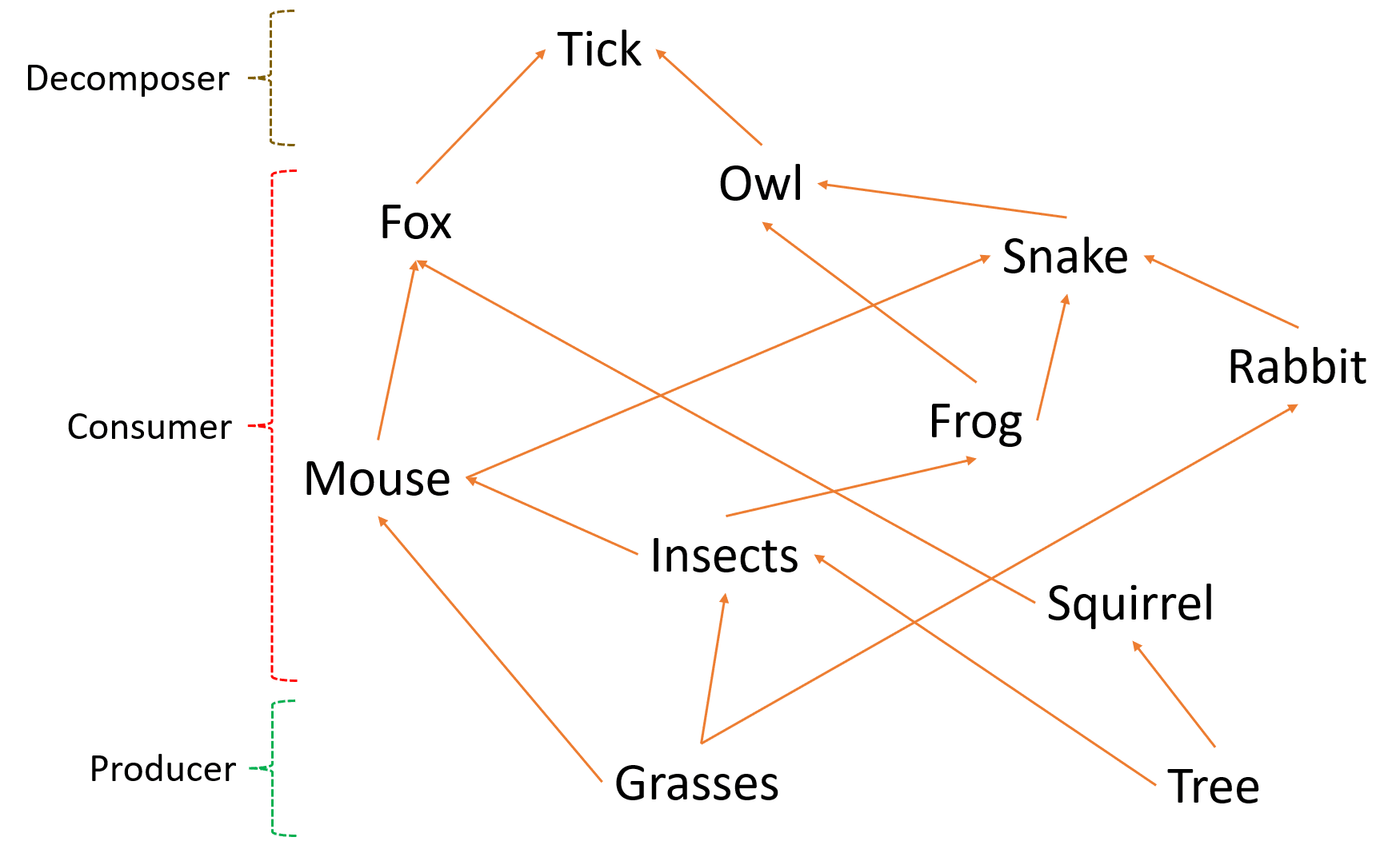Food chain and food web