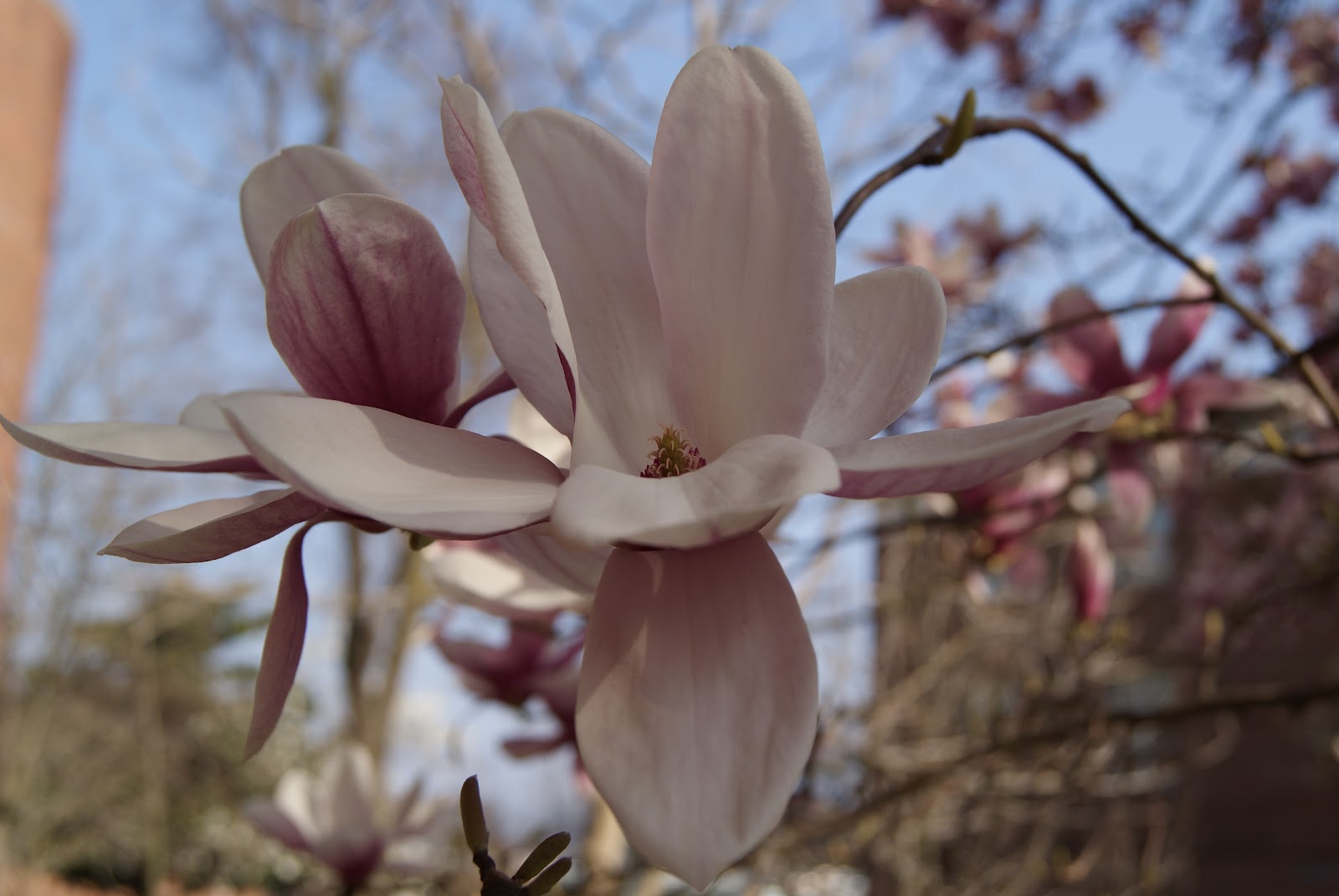 subjectiveday Saucer Magnolias in march