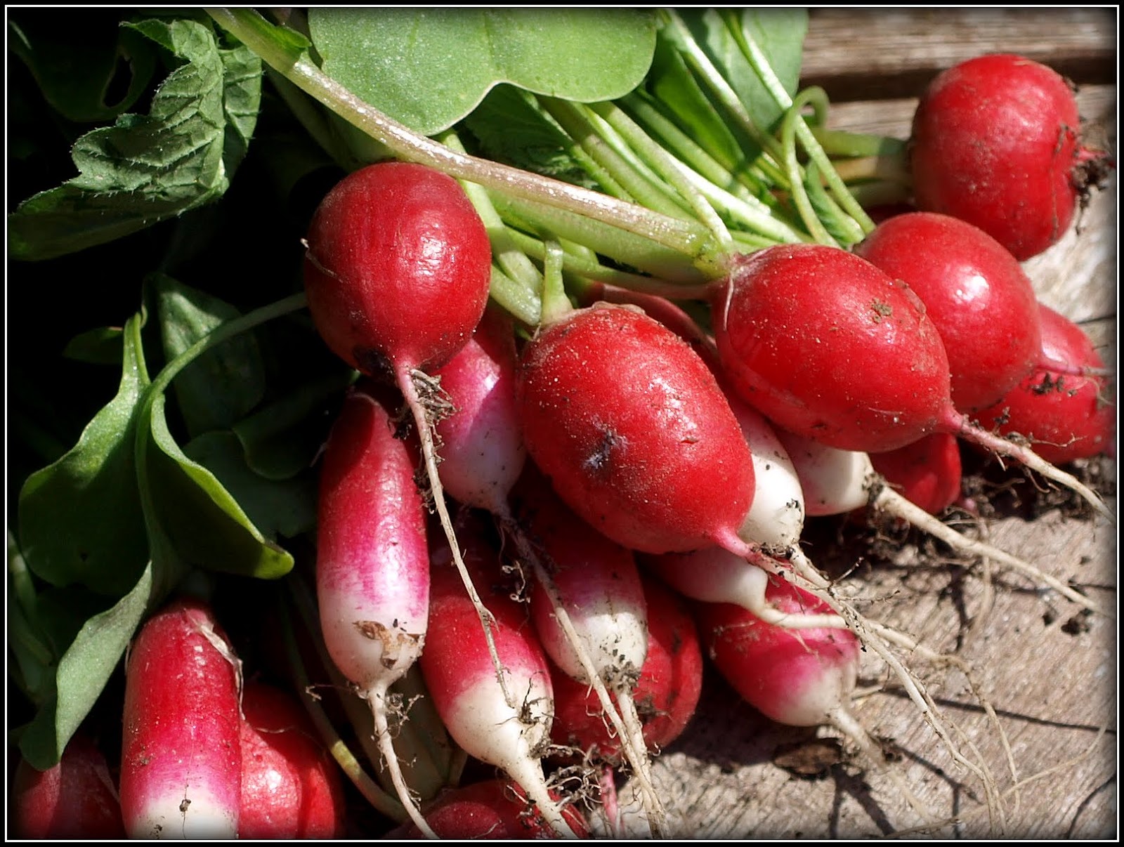 Mark's Veg Plot How to grow perfect Radishes