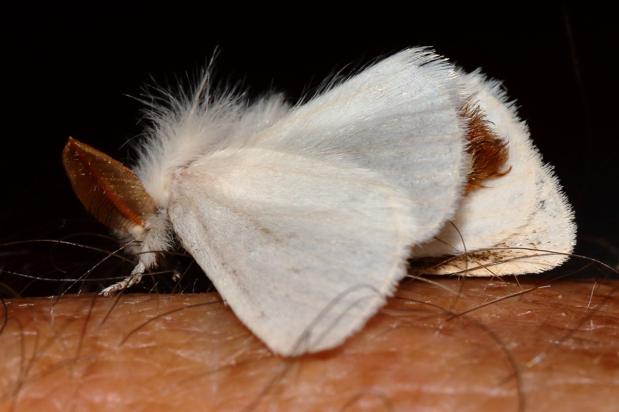 Butterflies, Dragonflies, Moths & other Insects Browntail Moth