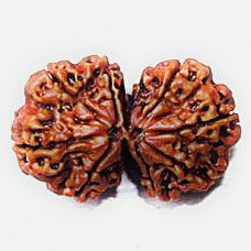 गौरी शंकर रुद्राक्ष के धनदायक असीमित चमत्कारी फायदे  श्रम वीर भारत न्यूज़/एस्ट्रोलॉजी वास्तु शास्त्र 5अगस्त 2021