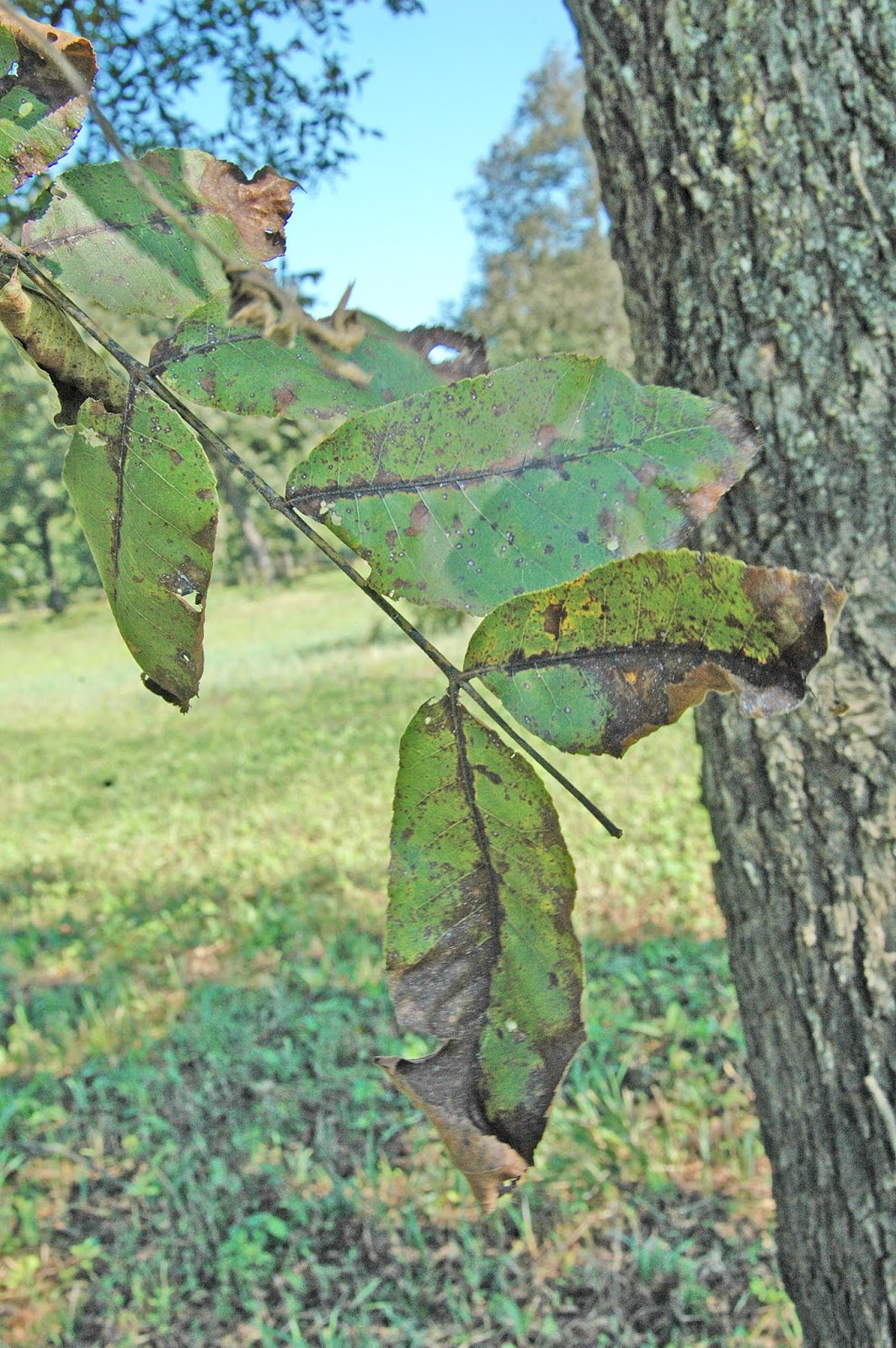 pecan tree leaves turning brown Big Picture Profile Miniaturas