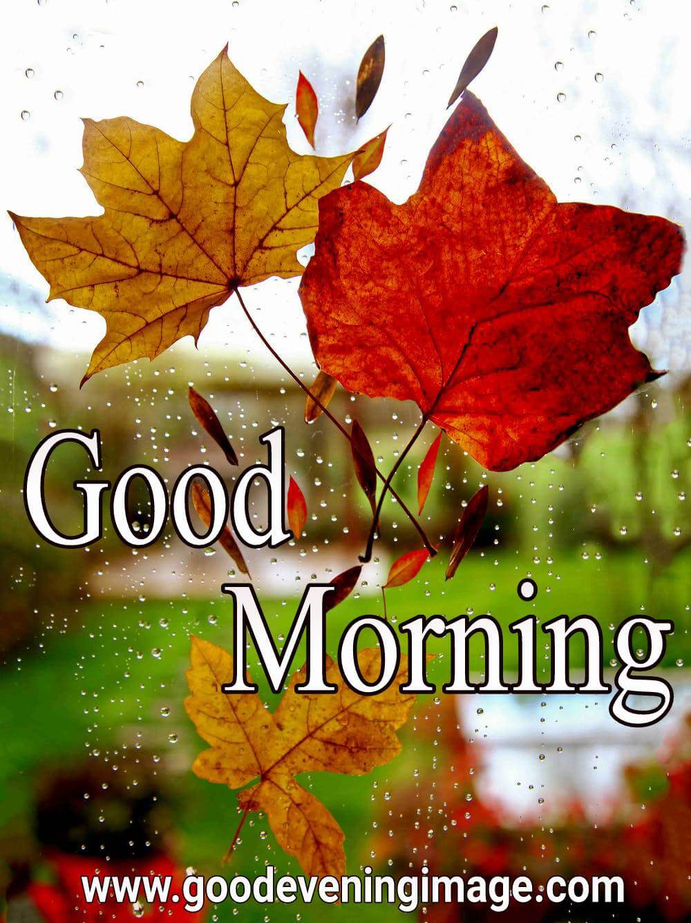 Rain Flowers Good Morning Images Animaltree