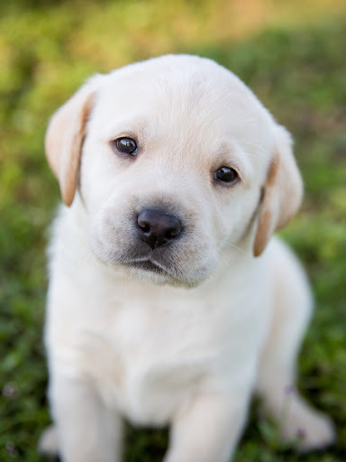 rüyada kendi köpeğini görmek