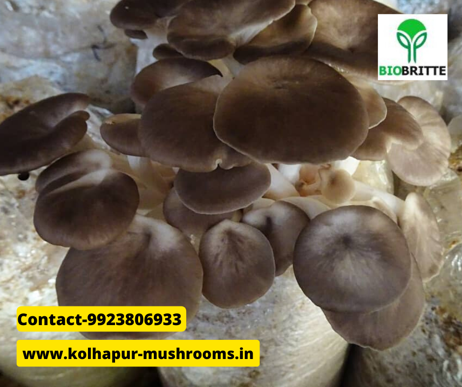 Canmushroomsbeprofitable mushroom cultivation in India oyster