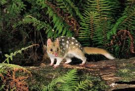 Quoll | Animal Wildlife