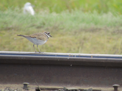 Sacramento National Wildlife Refuge