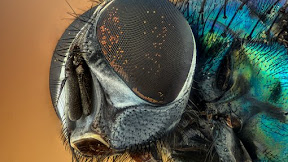 NEGERI SERIBU KUNANG-KUNANG (2) #ceritabersambung #kunangkunang