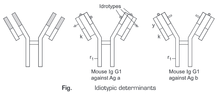  Immunoglobulins 