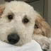 10 Signs You Are A Crazy Goldendoodle Person