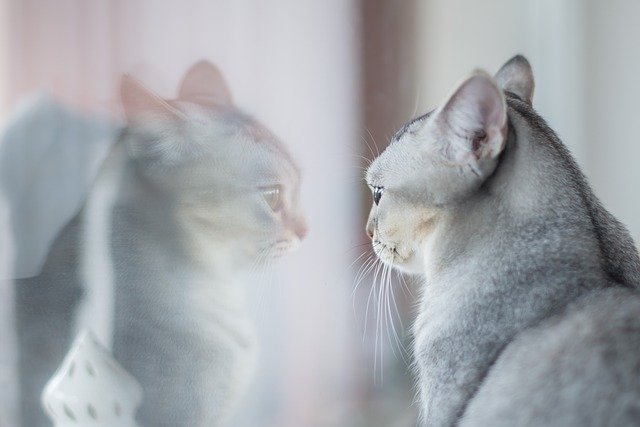 Penyebab bulu kucing rontok bulu kucing rontok