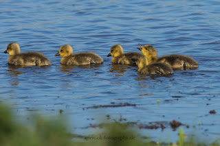 Graugänse Naturfotografie Wildlifefotografie Meerbruchswiesen Steinhuder Meer