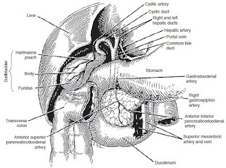 gallstones anatomy