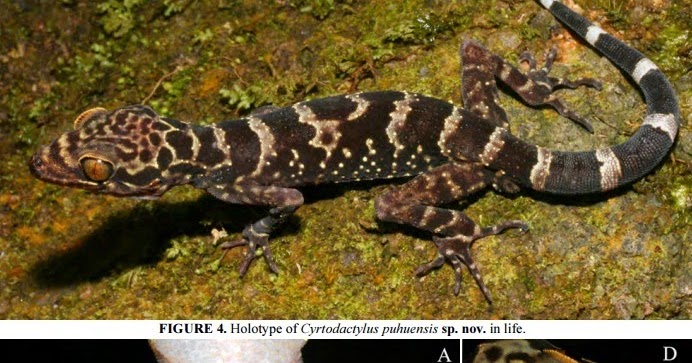 Species New to Science [Herpetology • 2014] Cyrtodactylus puhuensis