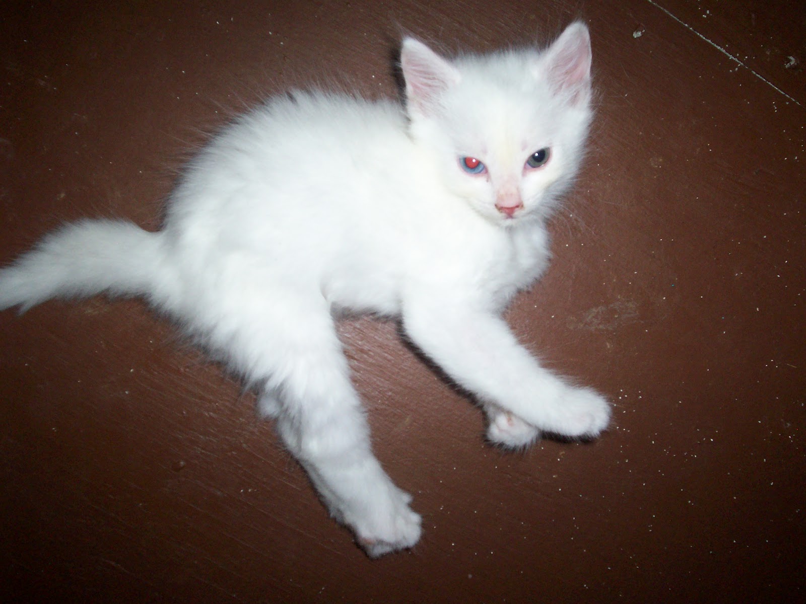 My Turkish Angora kitten