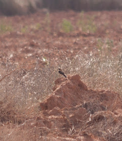 Black-eared Wheatear, Spain