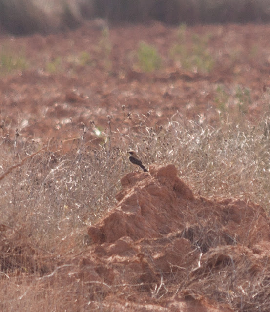 Black-eared Wheatear, Spain