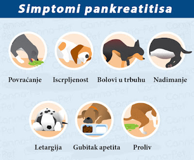 Simptomi pankreatitisa kod pasa i mačaka
