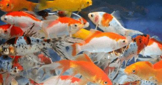 Ikan Komet - 8 Jenis Ikan Komet Indah Beserta Harga dan Cara Merawatnya