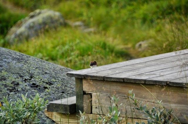 Norsk Zoologisk Forening Sørlandsavdelingen: august 2014