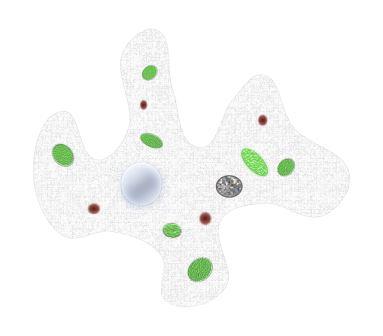 Hewan Amoeba Pengertian Dan Klasifikasi Ameoba Dunia Kerja